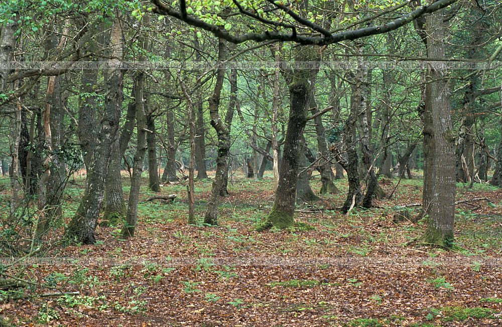 Oak beech woodland new forest Fagus sylvatica Quercus