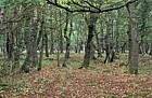 Oak beech woodland new forest Fagus sylvatica Quercus