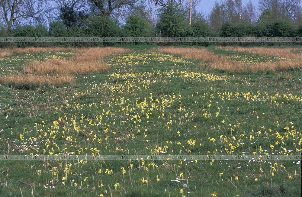 Ridge and furrow Pilch field, Buckinghamshire