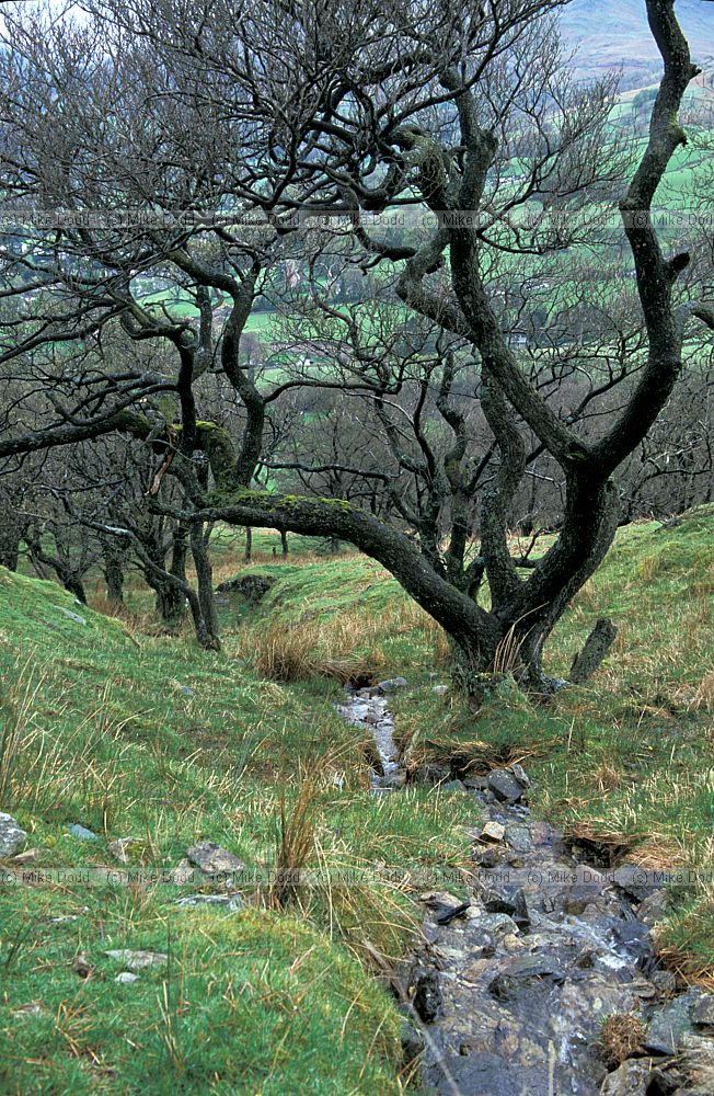 Stream, alders, Lake District