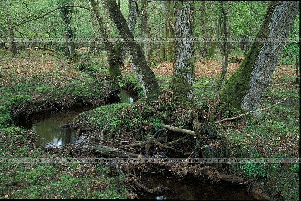 Stream in woodland, New Forest