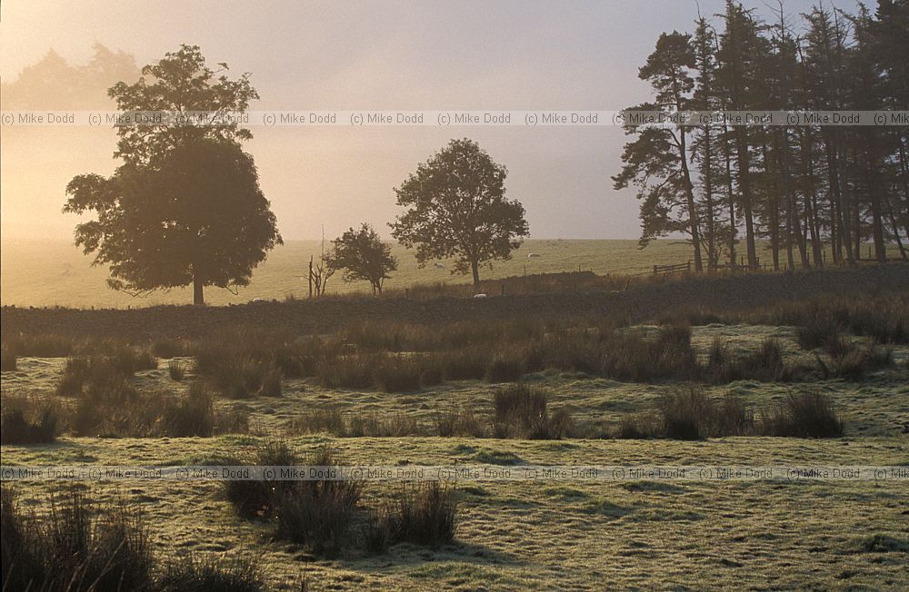 Trees dawn castlerigg