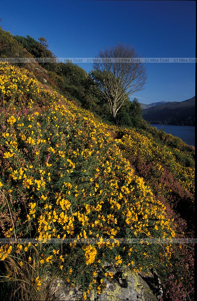 Gorse and heather on hillside, Lake District