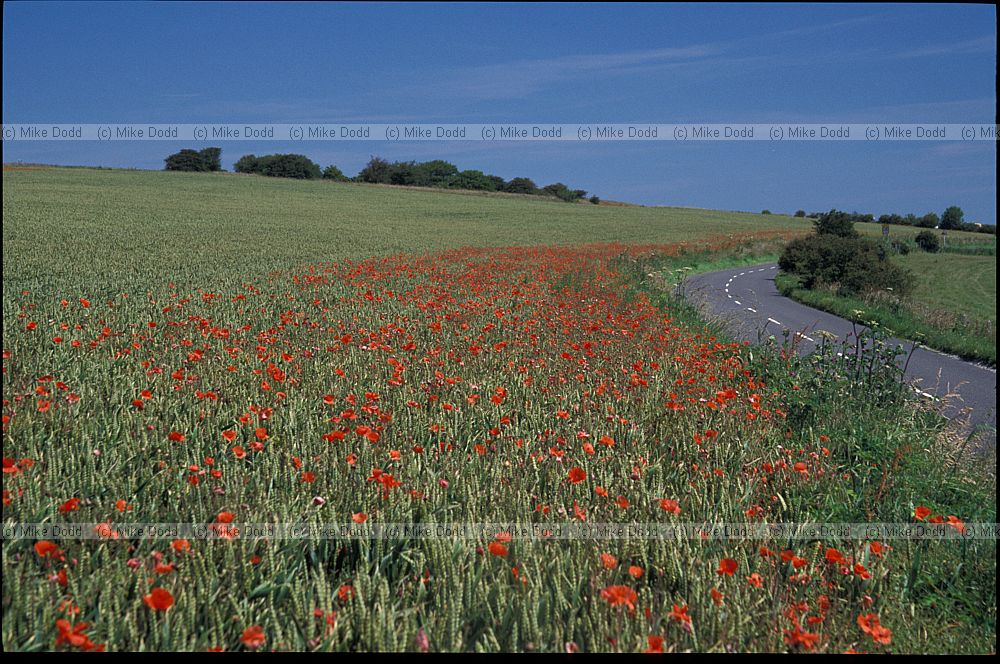 unsprayed field margin, poppies, Sussex