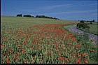 unsprayed field margin, poppies, Sussex