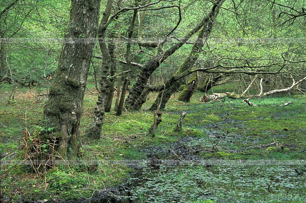 wet Alder woodland Alnus glutinosa