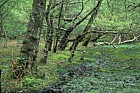 wet Alder woodland Alnus glutinosa