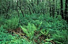 Wet woodland with ferns Alnus alder