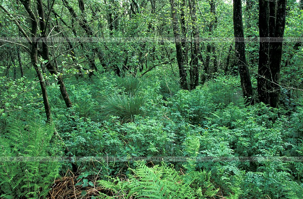 Wet woodland with ferns Alnus alder