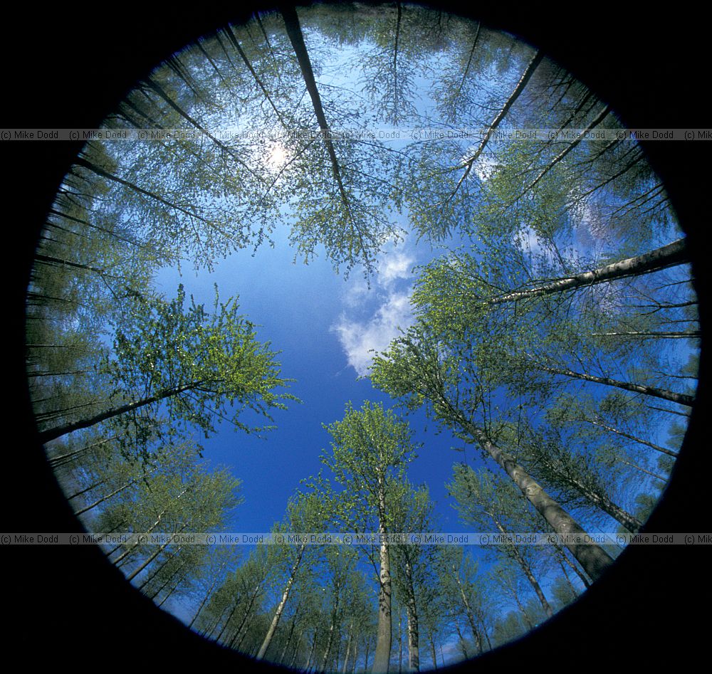 Willan poplar plantation and blue sky taken with fisheye lens