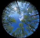 Willan poplar plantation and blue sky taken with fisheye lens