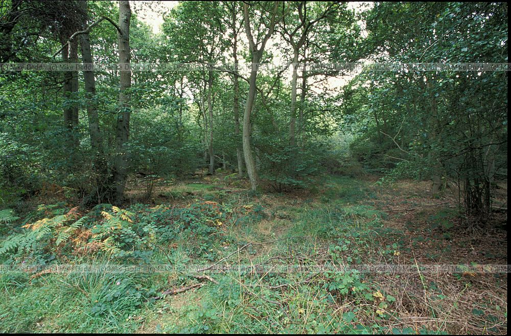 Woodland, Heath and Reach