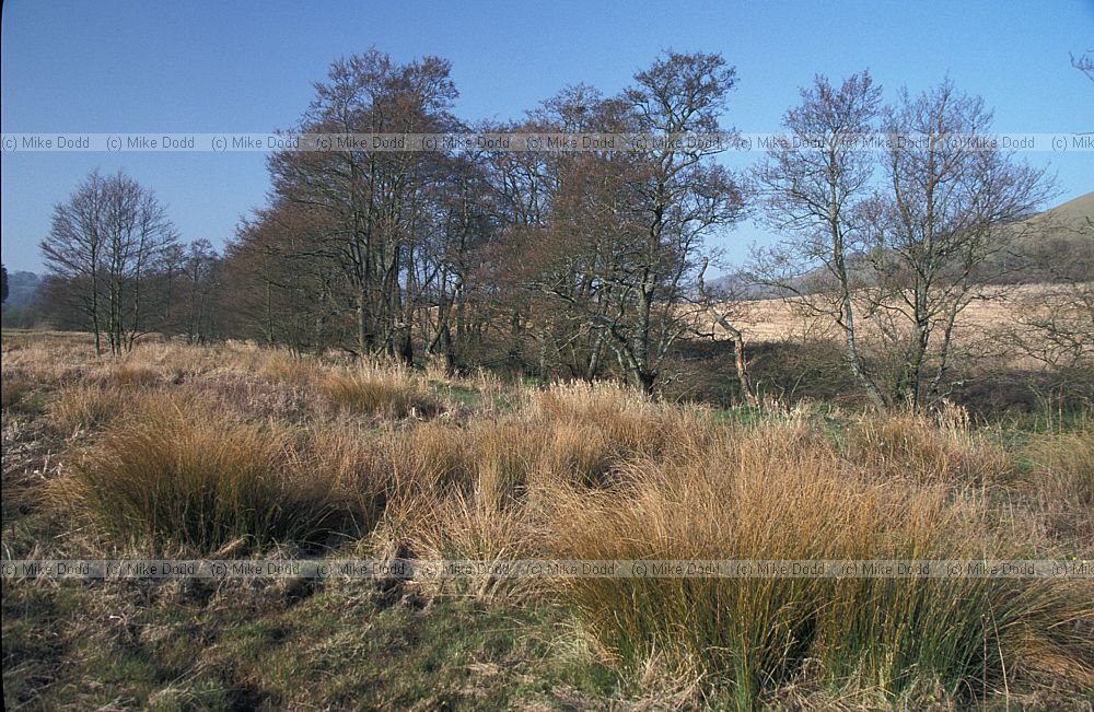 Alders along stream, cerne abbas