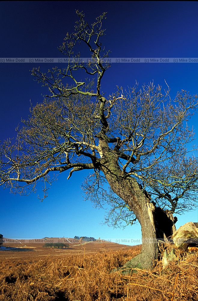 Ancient oak trees and bracken in Bradgate park, Leicestershire