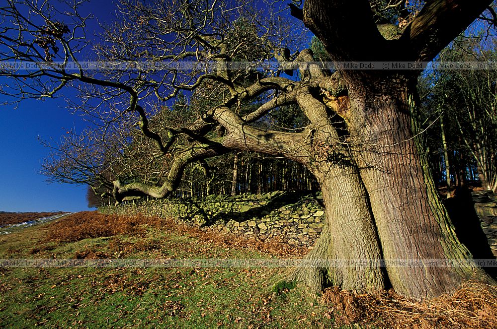Ancient trees and bracken in Bradgate park, Leicestershire
