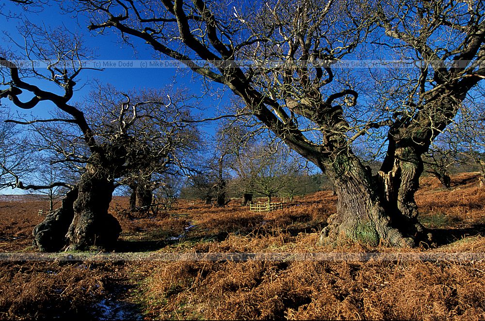 Ancient trees and bracken in Bradgate park, Leicestershire
