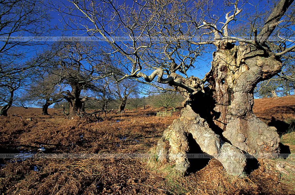 Ancient trees and bracken in Bradgate park, Leicestershire
