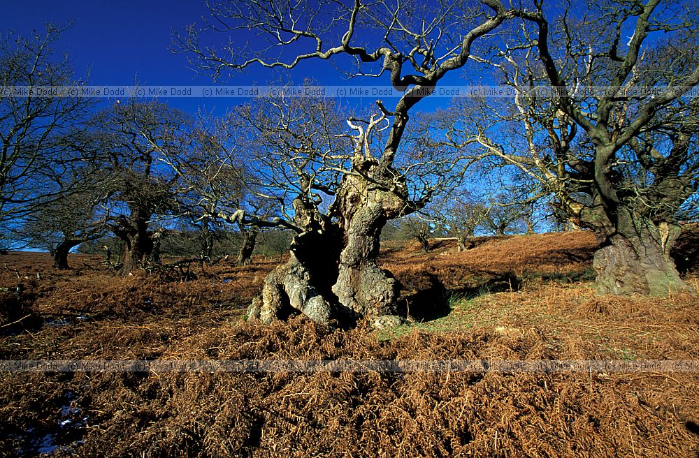 Ancient trees and bracken in Bradgate park, Leicestershire
