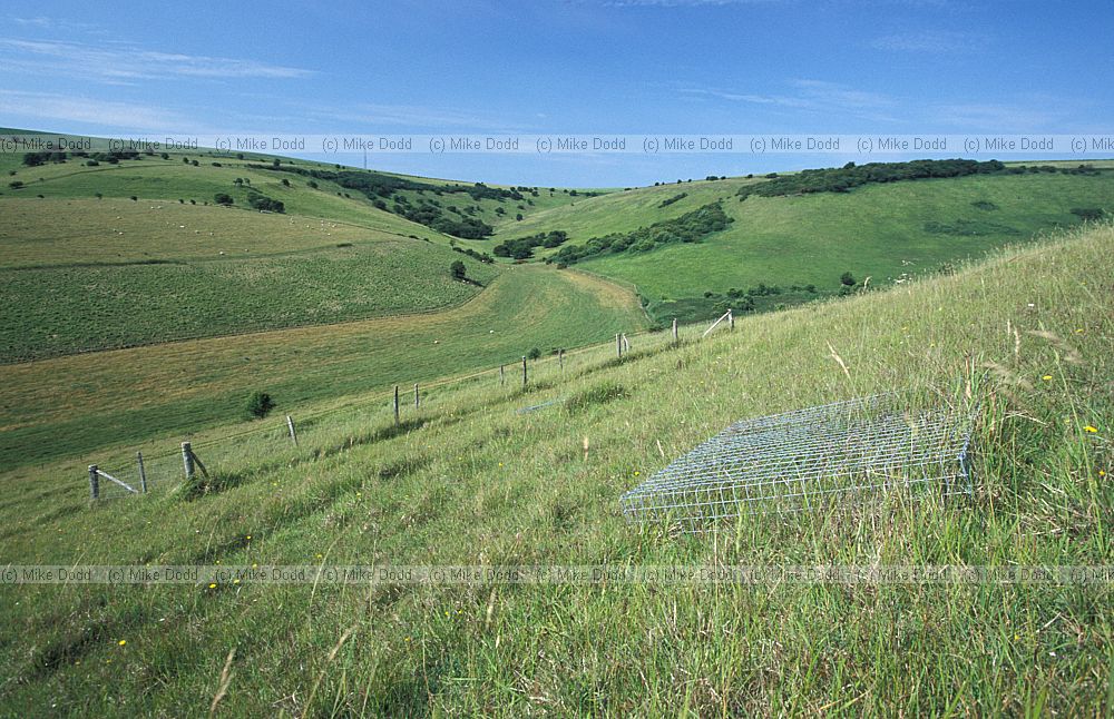 Chalk grassland and exclosures, Castle hill, Sussex