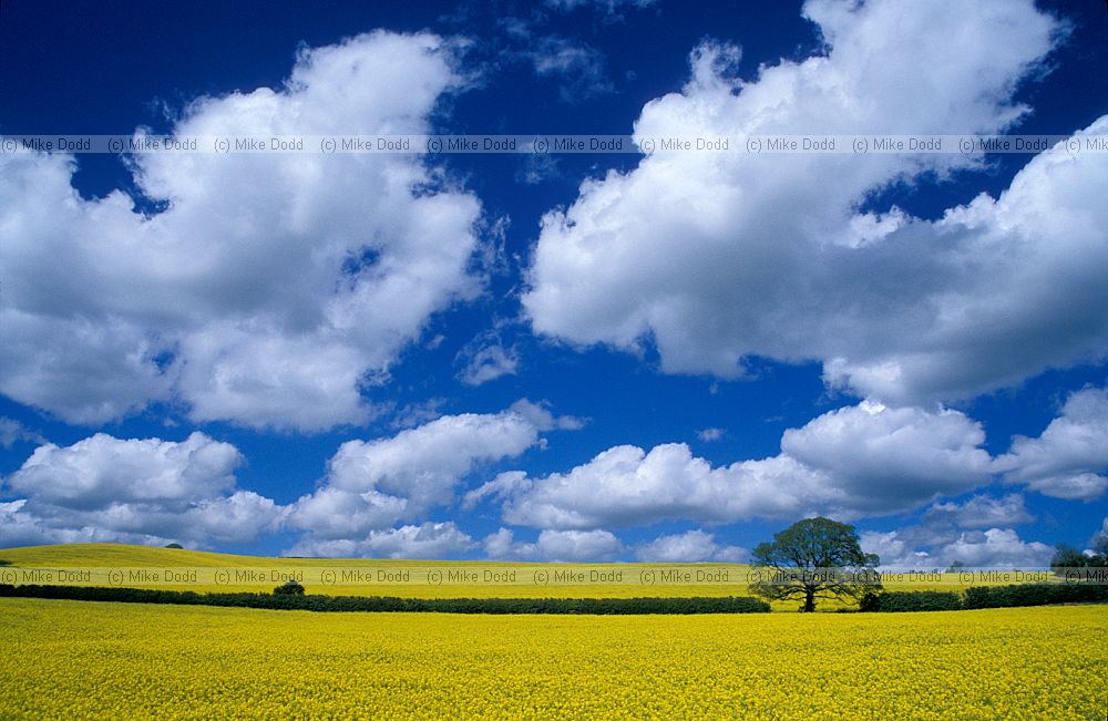 Fair weather cumulus clouds and oilseed rape, Warwickshire