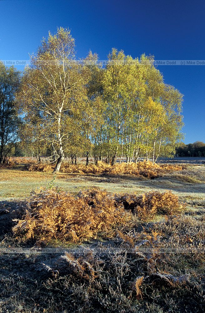 Frost and birch trees, New Forest