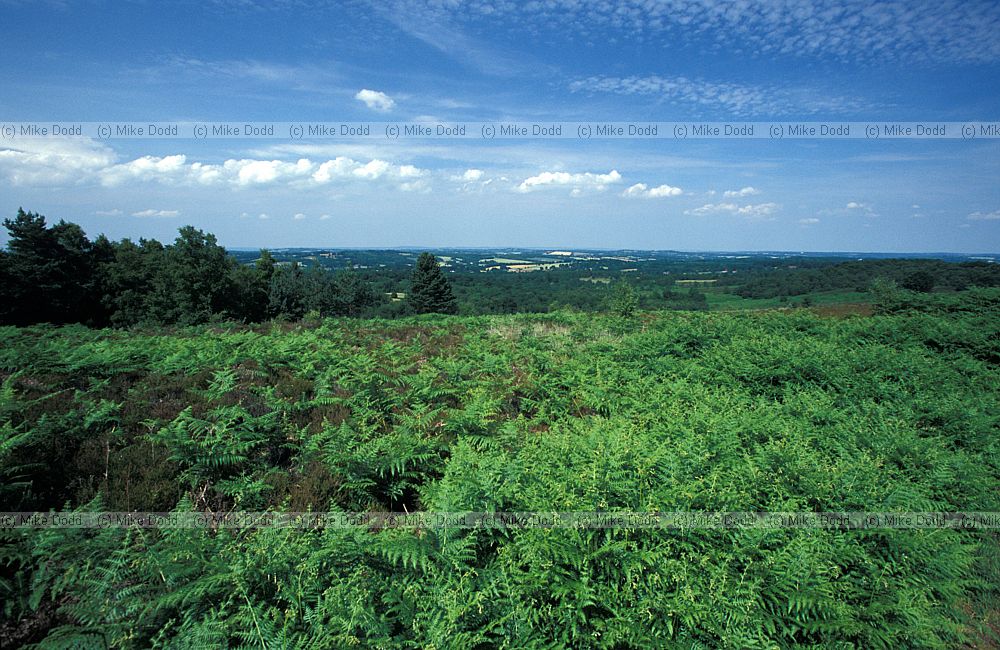 Heathland Ashdown forest