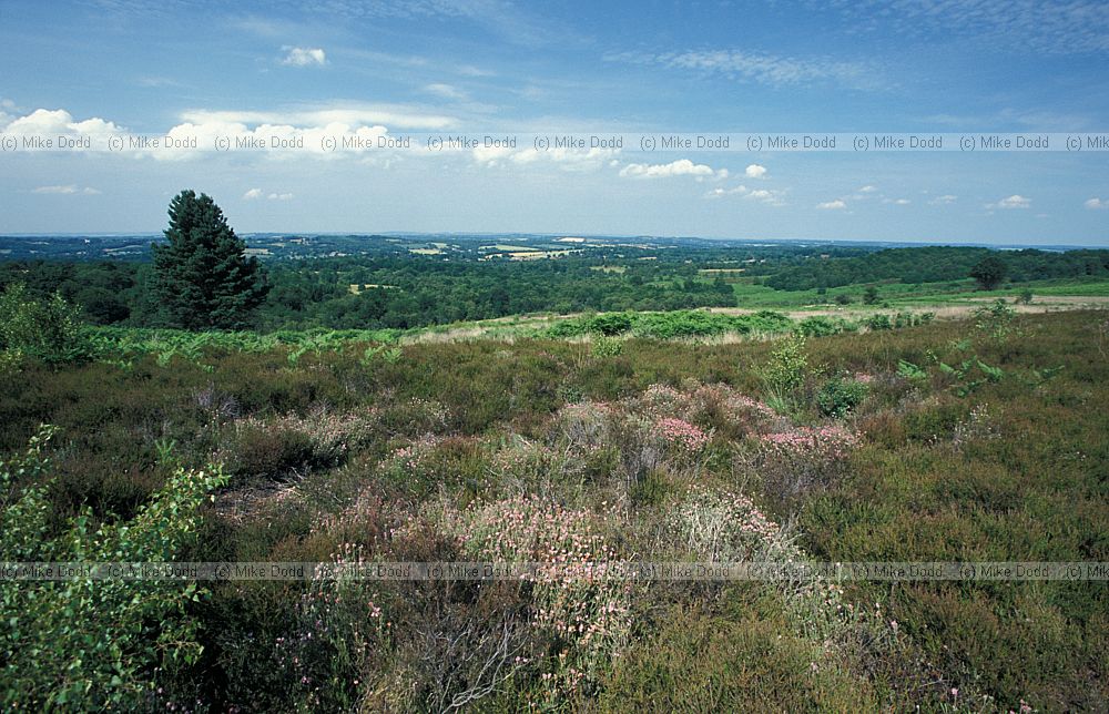 Heathland Ashdown forest