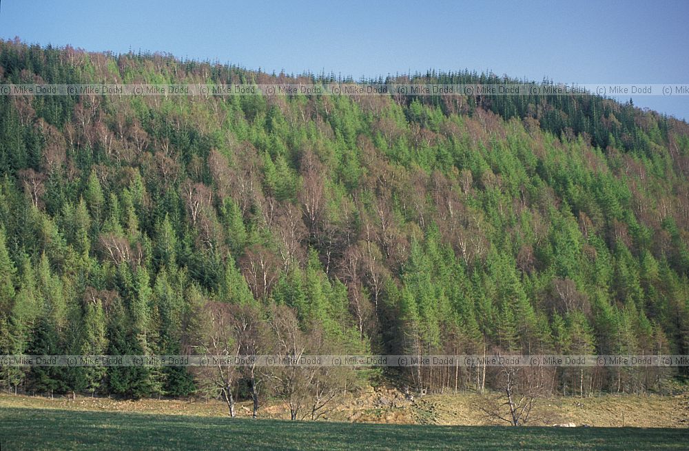 Mixed woodland Aviemore, Scotland