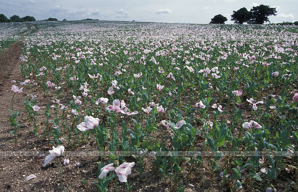 Opium poppy field, Hampshire