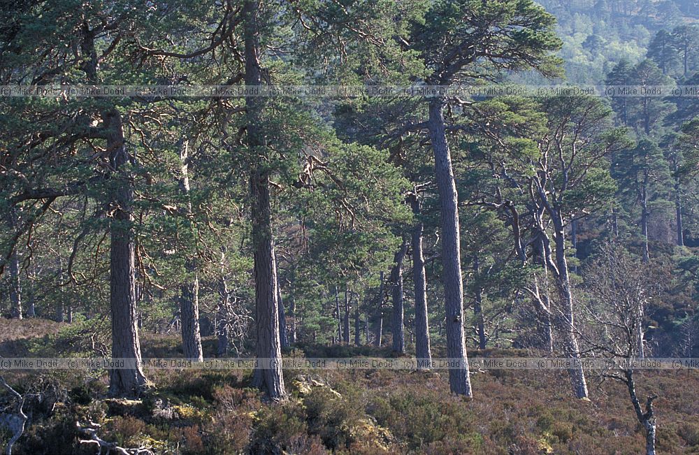 Scots pine forest, Glen Affric, Scotland