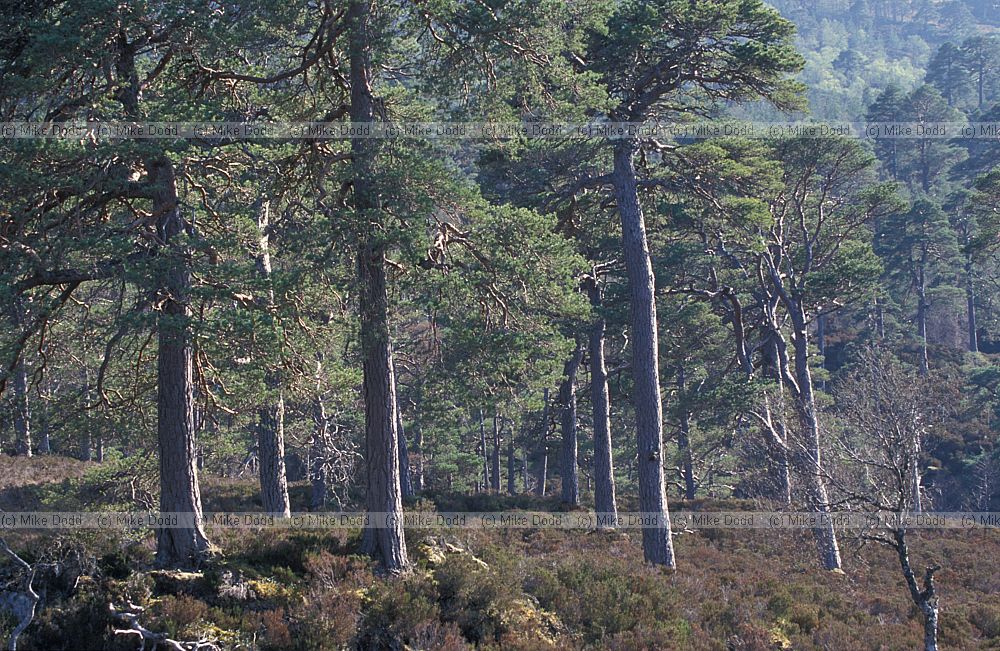 Scots pine forest, Glen Affric, Scotland