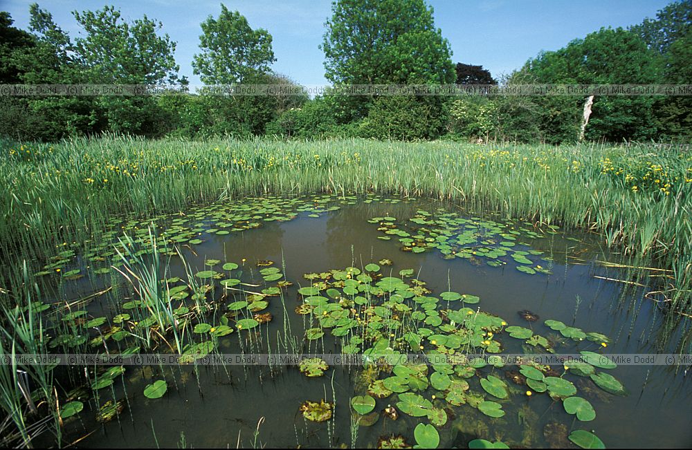 Pond near Horsham