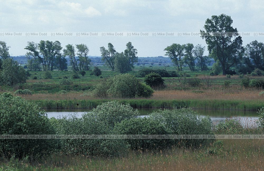 Reed swamp Fowlmere