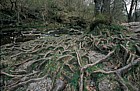 Tree roots, Aira force, Lake District