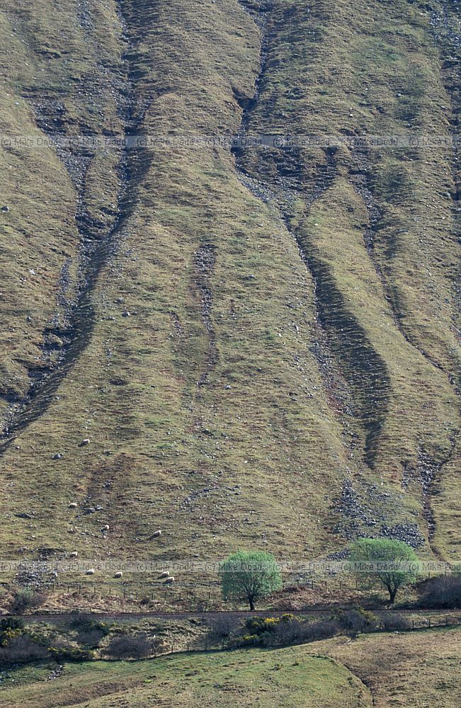 Sallow trees on hillside near Tyndrum, Scotland