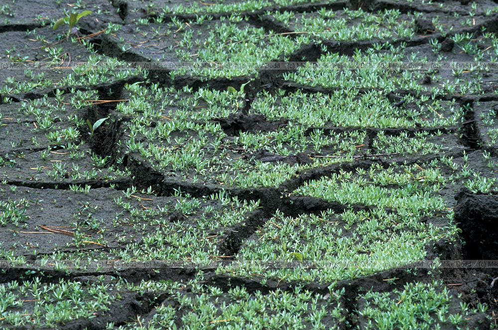 Seedlings in cracked mud, Hawswater reservoir, Lake District