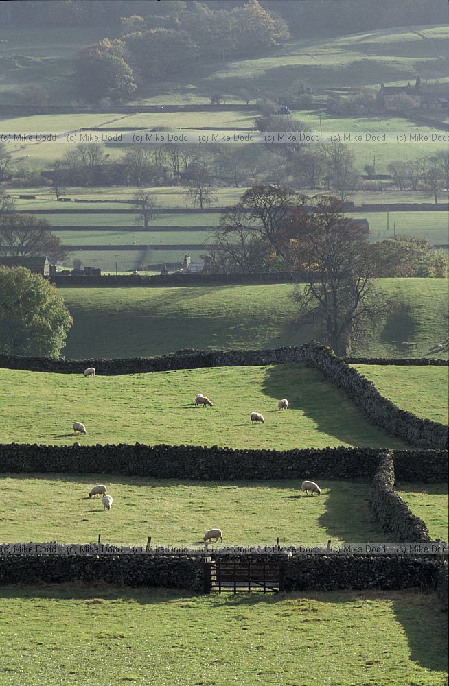 Fields divided up by stone walls Wensleydale