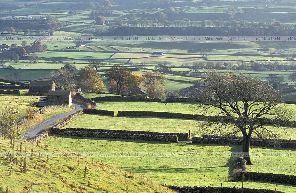 Fields divided up by stone walls Wensleydale