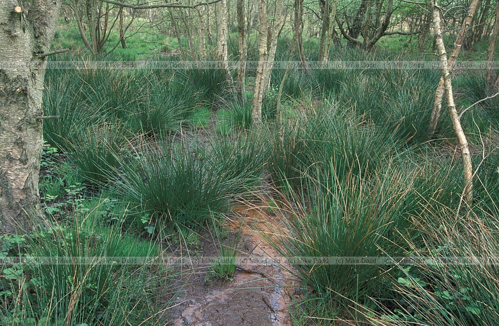 Wet woodland Roydon common, Norfolk