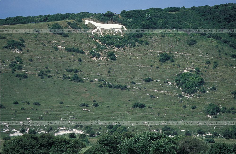 White horse in chalk, Cuckmere, Sussex