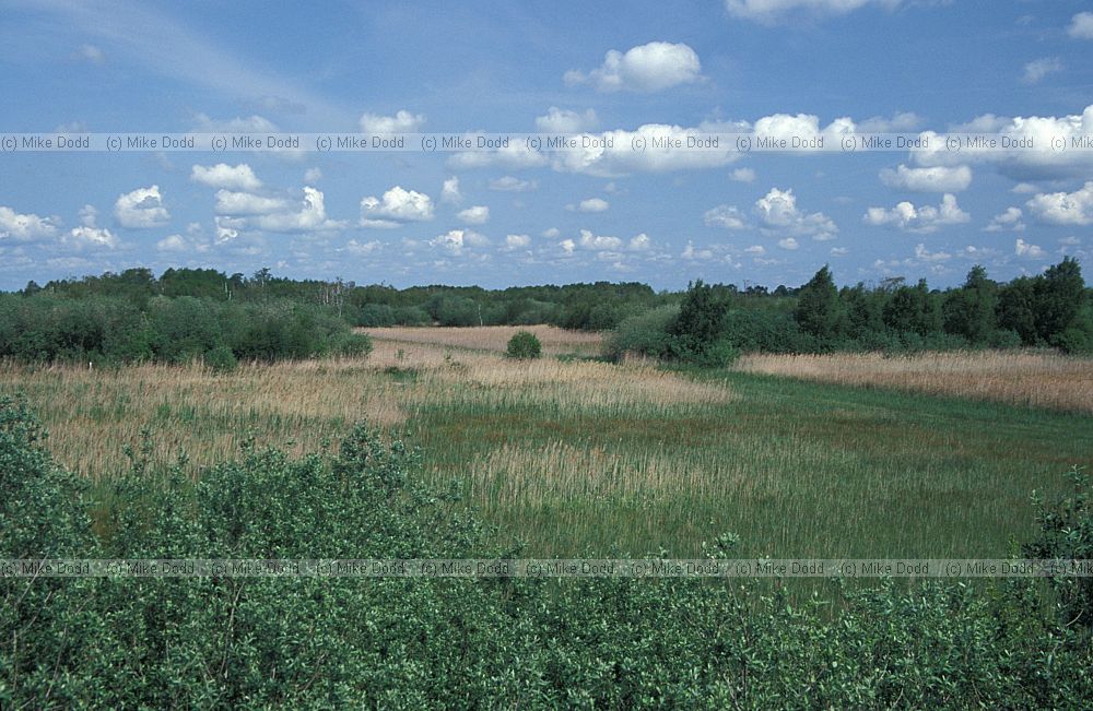 Reedbed Wicken fen, Cambrideshire