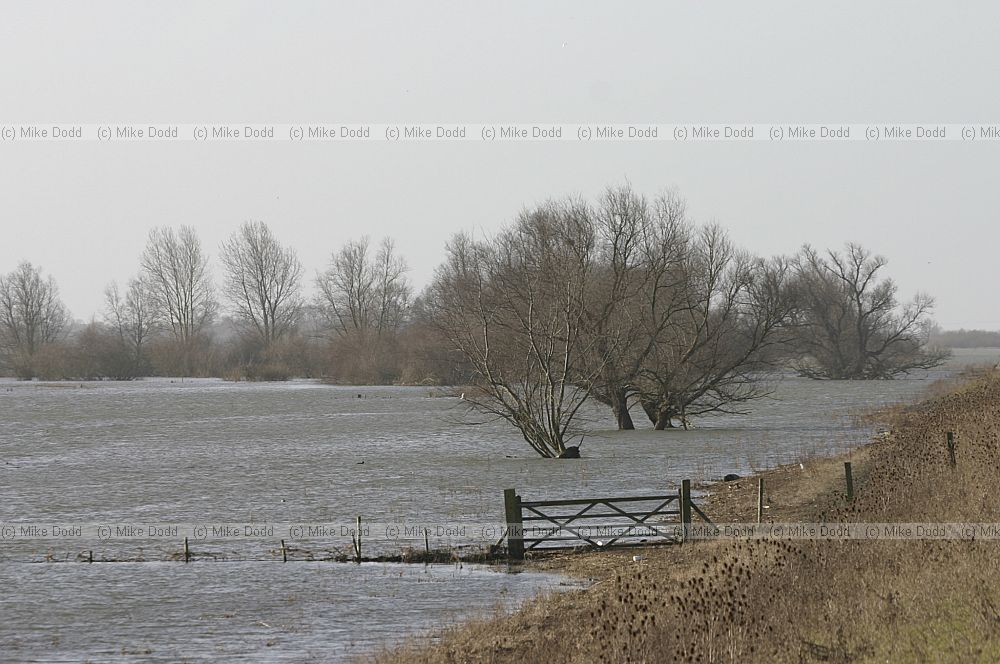 Flooded ouse washes