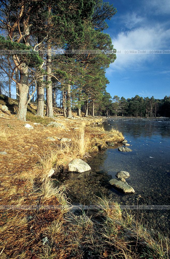 Pinus sylvestris Scots pine Loch an Eilein near Aviemore Scotland