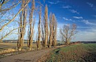Poplars farmland Gayhurst Buckinghamshire