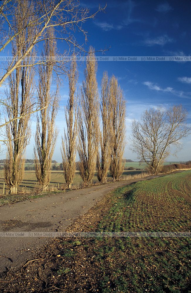 Poplars farmland Gayhurst Buckinghamshire