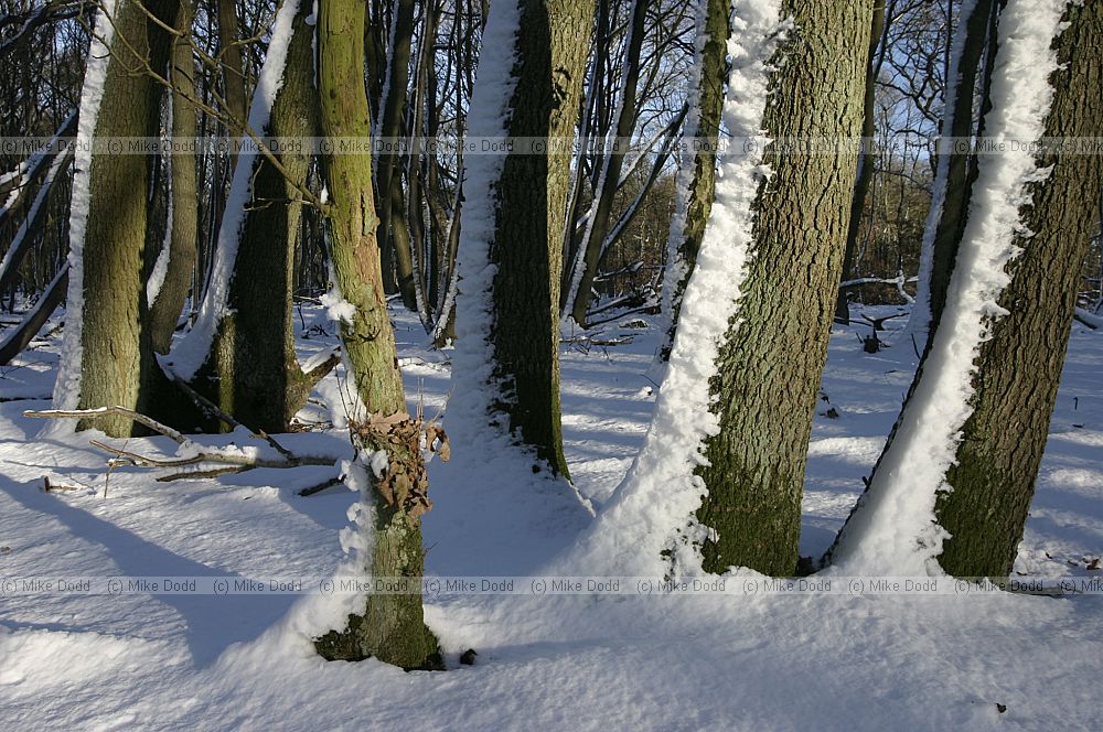 Trees and snow heath and reach