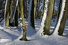 Trees and snow heath and reach