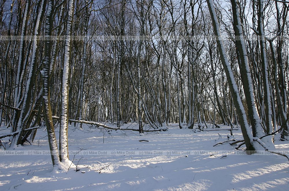 Trees and snow heath and reach