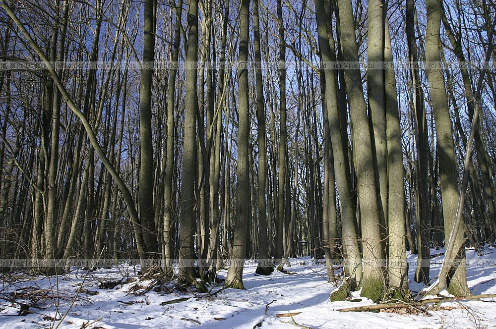 Trees and snow heath and reach