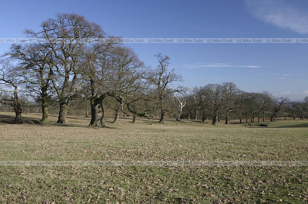 Oak trees Woburn winter leafless